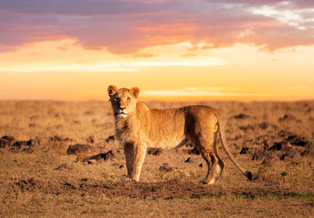 Lioness walking in savannah at sunset, Masai Mara, Kenyaの写真素材