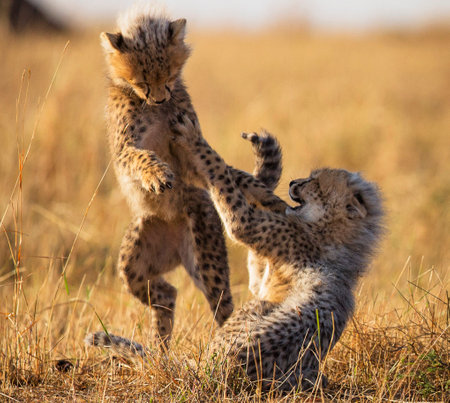 Cheetah cubs play with mother in Masai Mara, Kenyaの写真素材