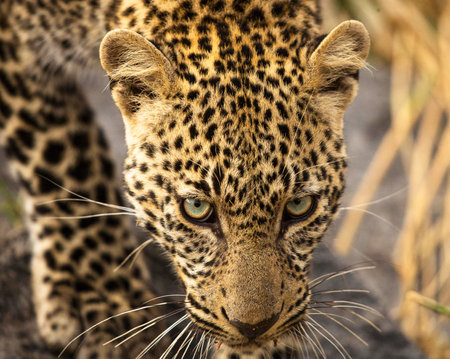 Leopard in the Moremi Game Reserve (Okavango River Delta), National Park, Botswana