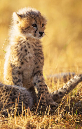 Cheetah cub sits next to mother in Masai Mara, Kenyaの写真素材