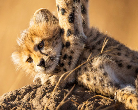 Cheetah cub lying on termite mound in Namibia, Africaの写真素材