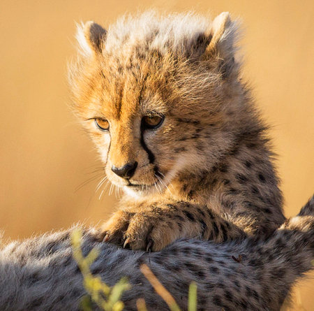Cheetah cub sits on cheetah's back in Namibiaの写真素材