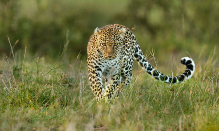 Leopard (Panthera pardus) in the grass