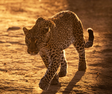 Leopard (Panthera pardus) in sunset lightの写真素材