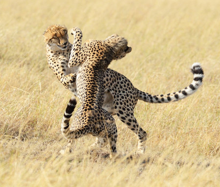 Cheetah (Acinonyx jubatus) running in Masai Mara National Park, Kenyaの写真素材