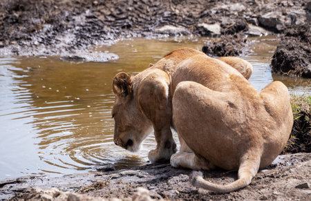 Lioness drinking water at a waterhole in Zimbabwe, Africaの写真素材