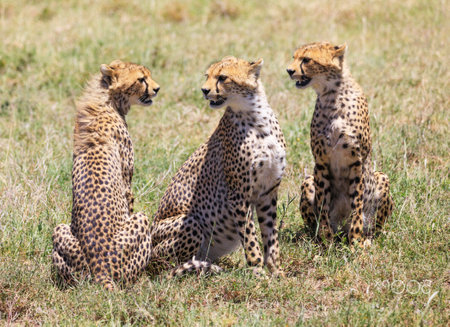 Three cheetah cubs sitting together in the grass looking at camera