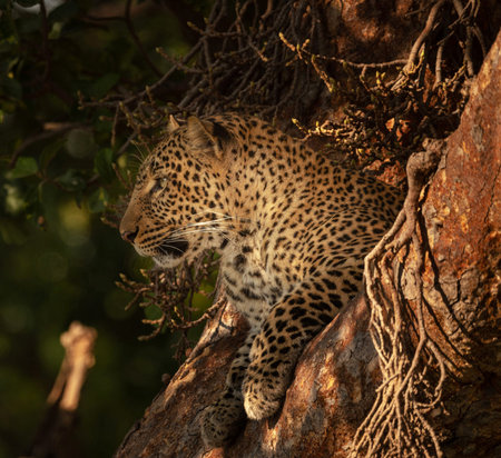 Leopard sitting on tree in Kruger National Park, South Africa ; Specie Panthera pardus family of...