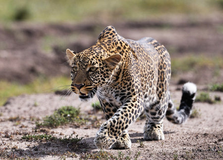 Leopard walking in the grass in the Chobe National Park, Botswana.の写真素材