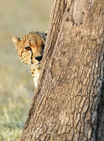 Cheetah hiding behind a tree in Serengeti National Park, Tanzaniaの写真素材