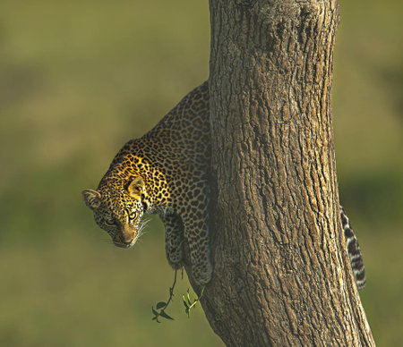Leopard (Panthera pardus) climbing on tree