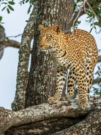 Leopard in the Okavango Delta - Moremi National Park in Botswanaの写真素材