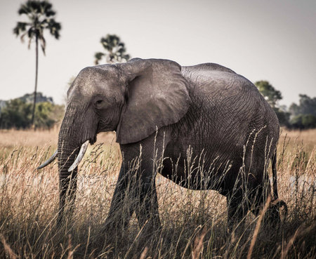 Elephant in Chobe National Park, Botswana, Africa.の写真素材