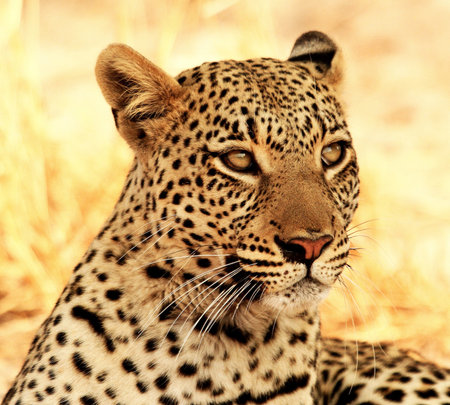 Leopard in the Okavango Delta - Moremi National Park in Botswanaの写真素材