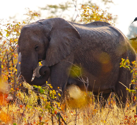 Elephant in the Okavango Delta, Botswana, Africaの写真素材