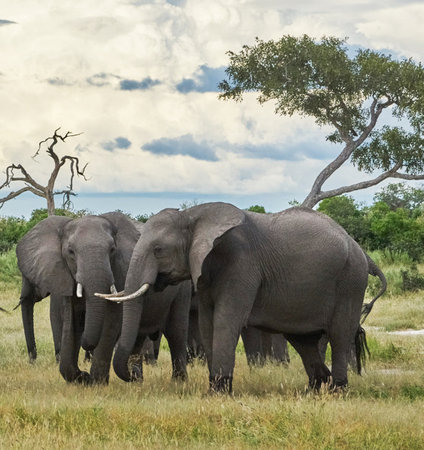 Elephants in Chobe National Park, Botswana, Africaの写真素材