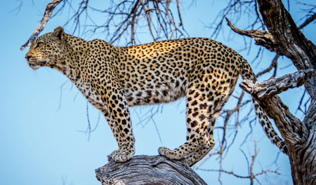 Leopard in the Okavango Delta - Moremi National Park in Botswana