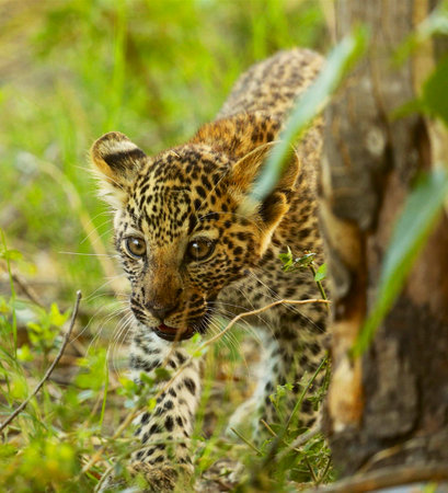 Leopard cub in the Moremi Game Reserve (Okavango River Delta), National Park, Botswanaの写真素材