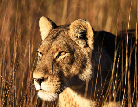 Lion in the Okavango Delta - Moremi National Park in Botswanaの写真素材