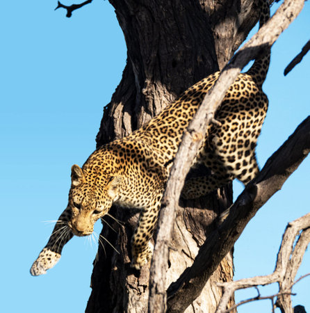 Leopard in a tree in the Chobe National Park, Botswana.の写真素材