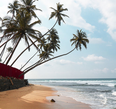 Coconut palm trees on the beach in Sri Lanka, Asiaの写真素材