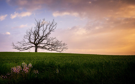 Lonely tree in the meadow at sunset, spring landscapeの写真素材
