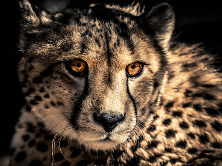 Close-up of cheetah (Acinonyx jubatus)の写真素材