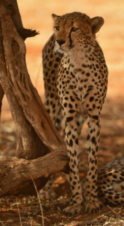 Cheetah in Kruger National Park, South Africa; Specie Acinonyx jubatus family of Felidaeの写真素材
