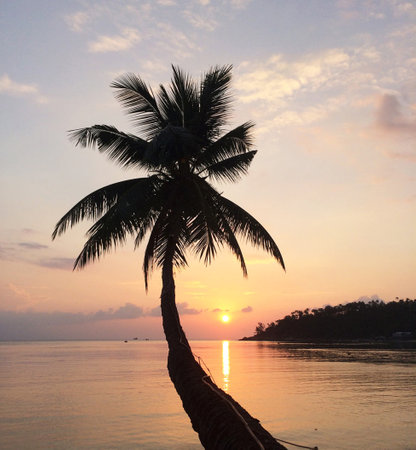 Coconut tree silhouette at sunset on Koh Samui, Thailandの写真素材