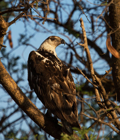 Bald Eagle in the Okavango Delta - Moremi National Park in Botswana