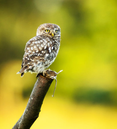 Little owl (Athene noctua) sitting on a branchの写真素材