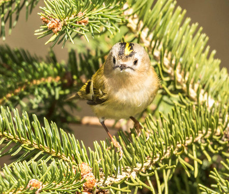 Goldcrest, Regulus regulus, on a spruce branchの写真素材