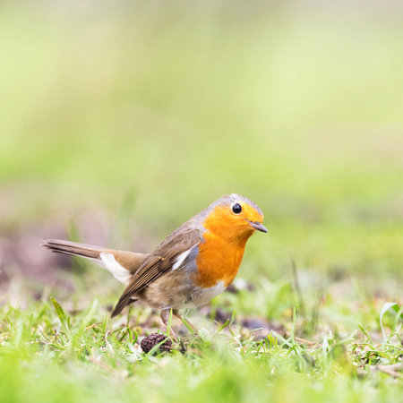 Robin (Erithacus rubecula) on a meadow