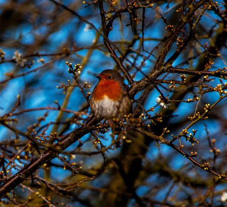Robin on a branch of a tree in the early spring. Bird in nature.
