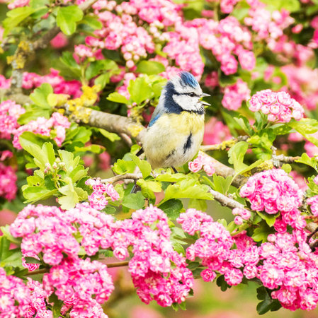 Blue tit on a branch of a blossoming apple tree in springの写真素材