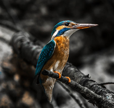 Kingfisher (Alcedo atthis) perched on a branch