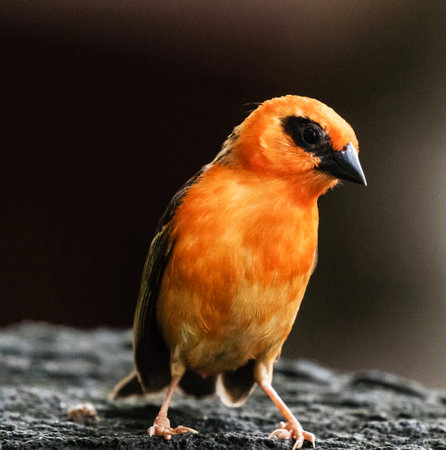 Red-headed Barbet (Lophophanes caeruleus)の写真素材