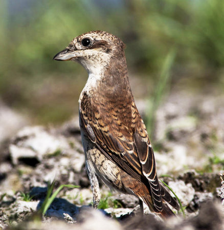 Red-backed Shrike (Lanius collurio)の写真素材