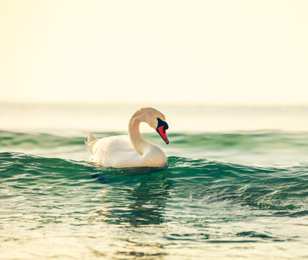 Swan swimming in the sea. Beautiful white swan swimming in the sea.の写真素材