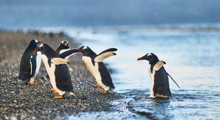 Gentoo penguins (Pygoscelis papua) on the beach in the Falkland Islands.の写真素材