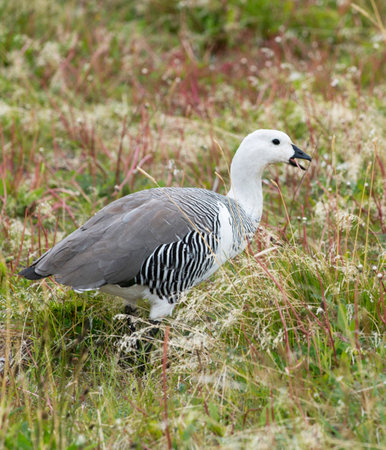 White-bellied goose (Anser caeruleus) in the grass
