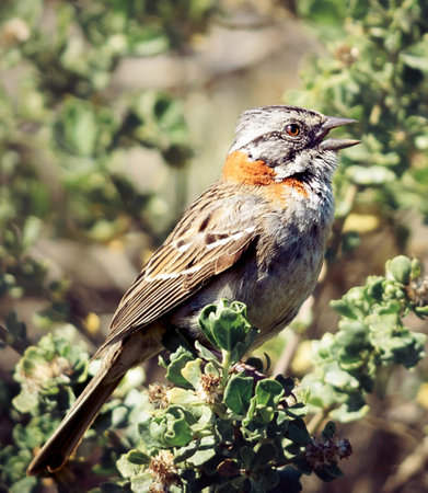 A closeup shot of a red-throated bunting birdの写真素材