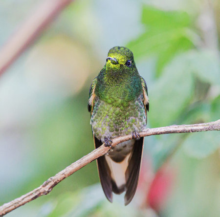 Hummingbird perched on a branch in the rainforest of Belizeの写真素材