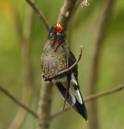 Ruby-throated Hummingbird (Olive-backed Hummingbird)の写真素材