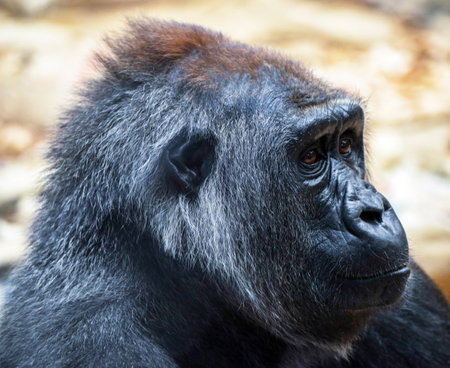 Portrait of a Western Lowland Gorilla - Gorilla gorilla gorilla