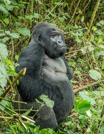 Male Western Lowland Gorilla in the rainforest of Uganda (Africa)