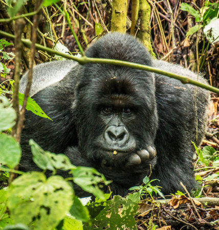 Lowland gorilla in the rainforest. Uganda. East Africa.