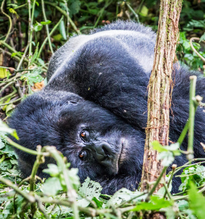 Gorilla in the forest. Uganda. Africa. An excellent illustration.