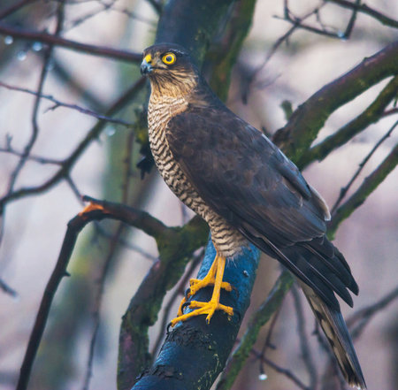 Sparrowhawk (Accipiter nisus) on a branch