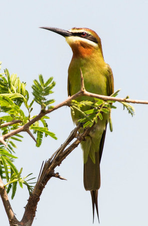 Chestnut-headed Bee eater (Merops leschenaulti) perched on a branchの写真素材